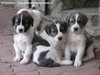 DISPONIBILI cuccioli di pastore dell'Asia centrale Cani da guardia